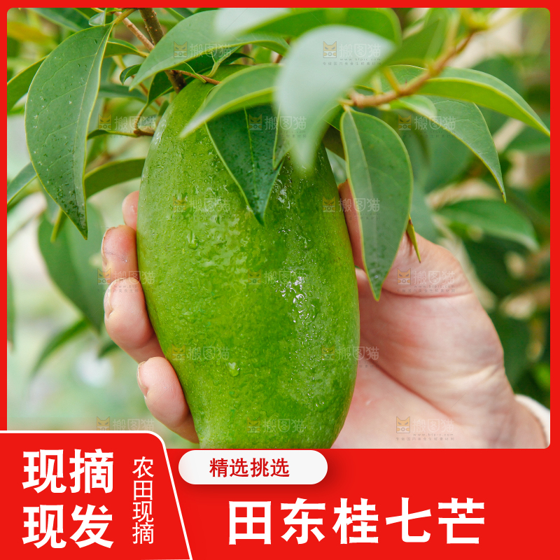 手上拿着田东桂七青芒