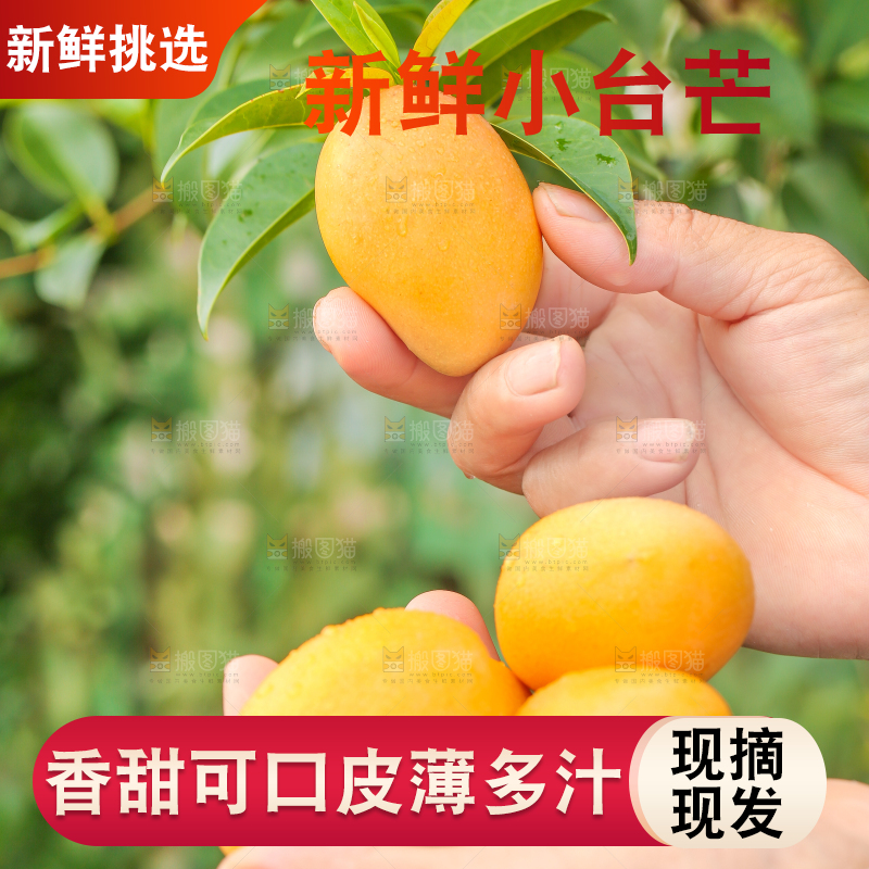 手里拿着小台农芒