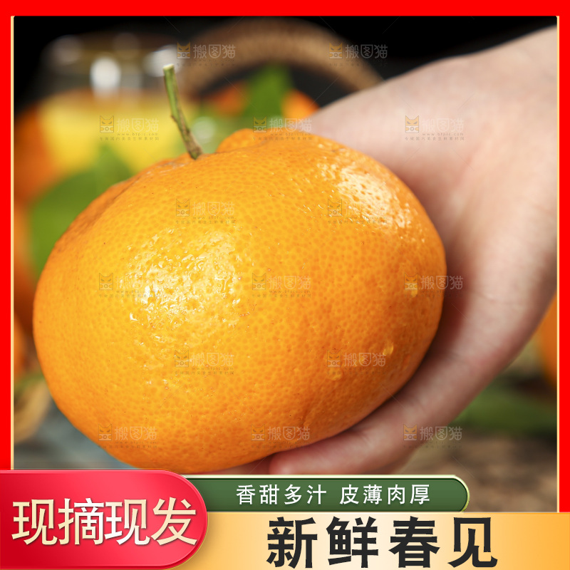 手里拿着四川耙耙柑