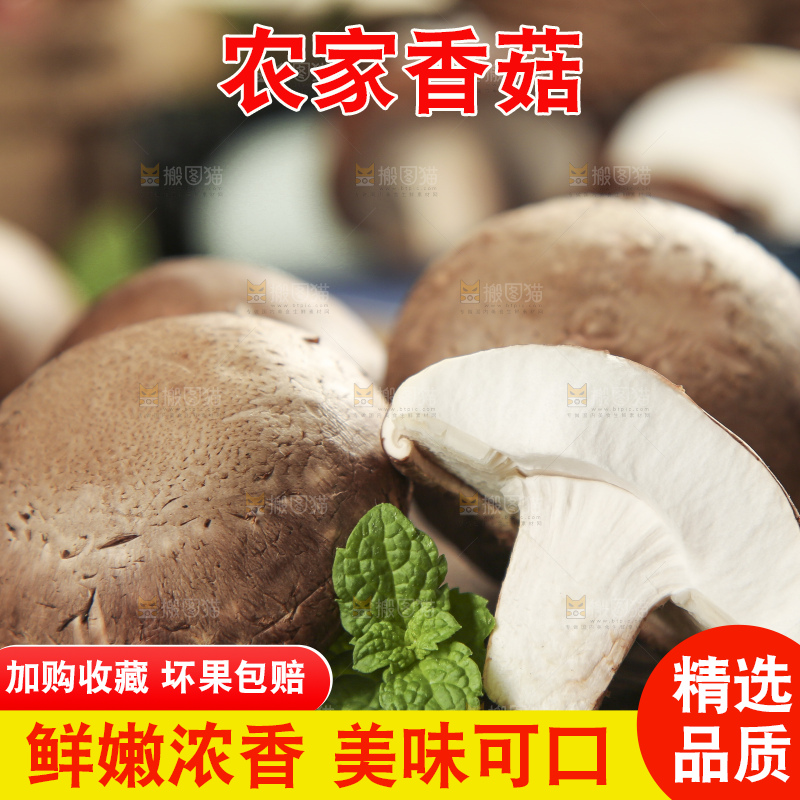 木底上摆放着湖北香菇