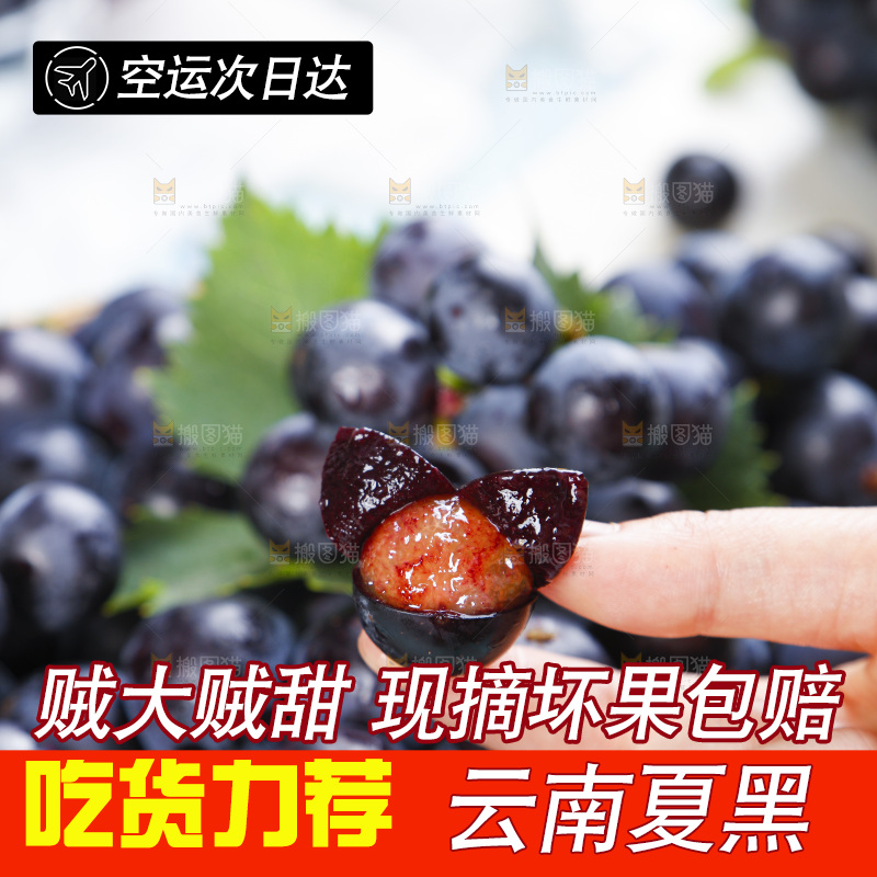 手里拿着黑加仑葡萄