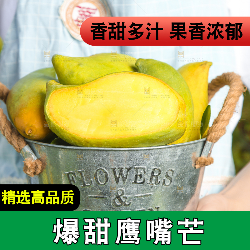 小铁桶里装着云南鹰嘴芒