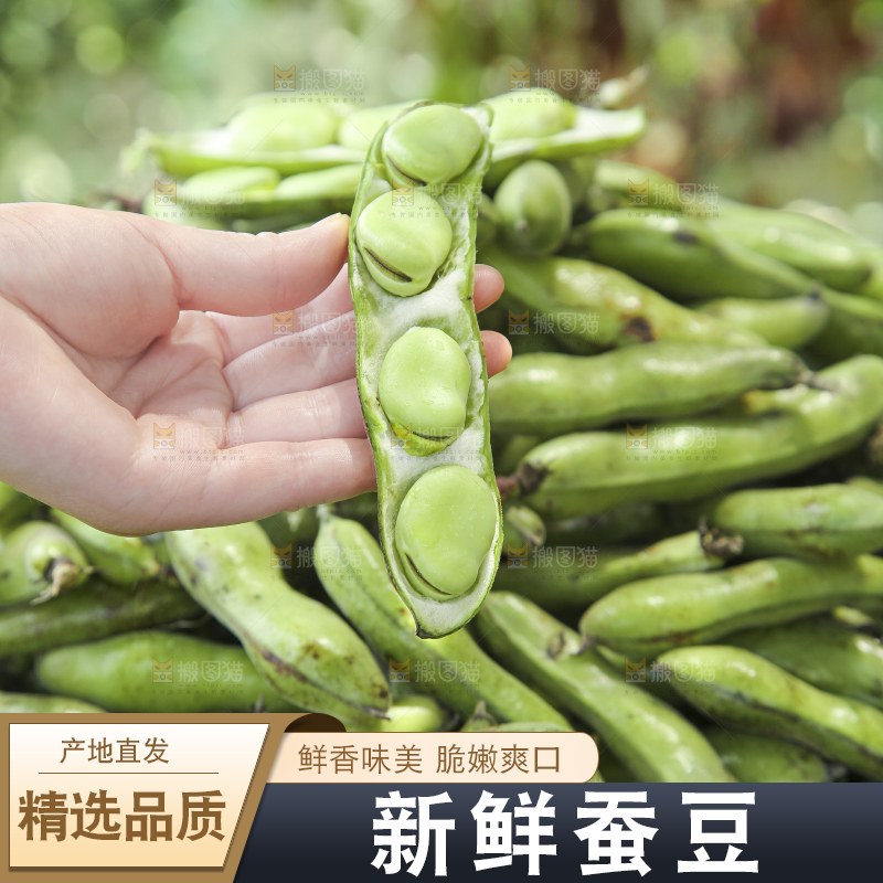 篮子里装着青胡豆