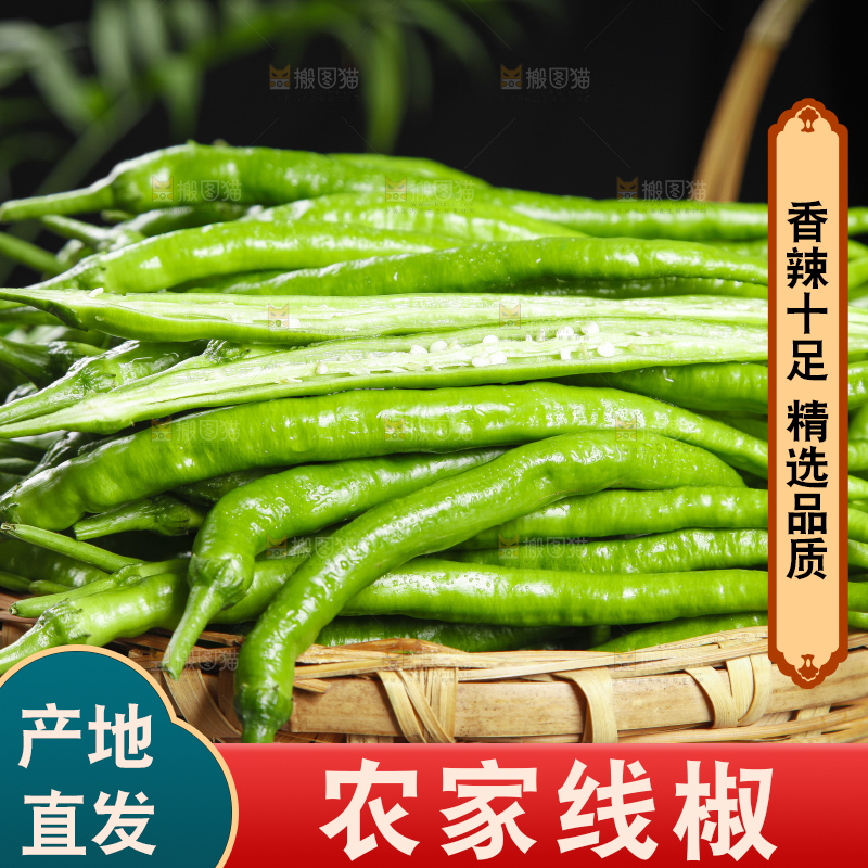 篮子里装着广西新鲜线椒