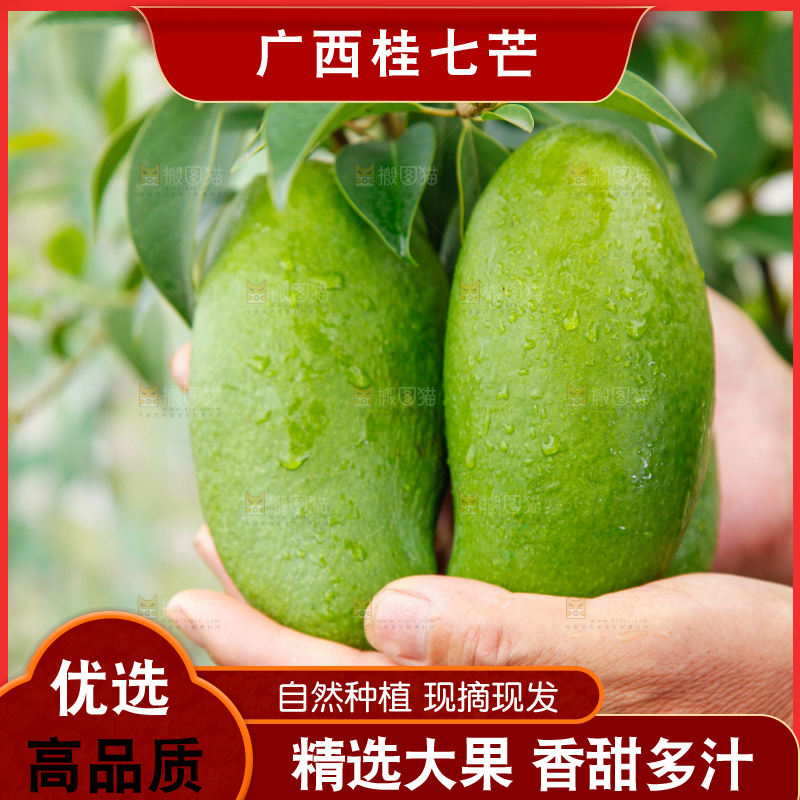 手上拿着田东桂七青芒