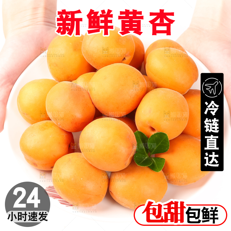 白底上摆放着金太阳杏