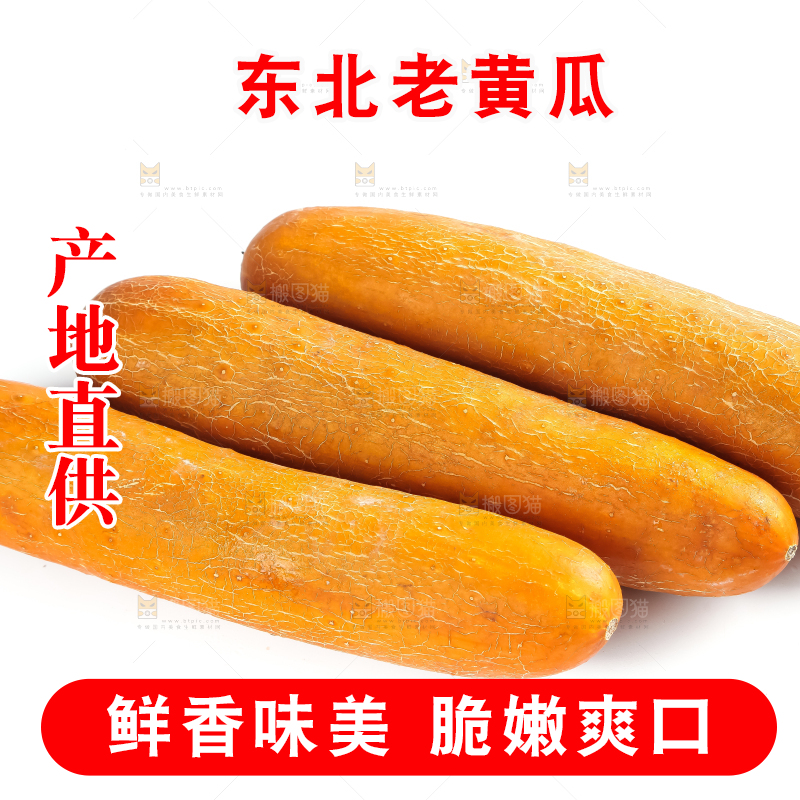 白底上的新鲜老黄瓜