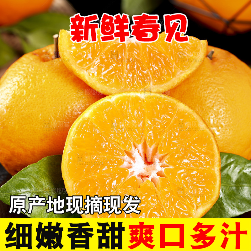石板上摆放着四川春见耙耙柑