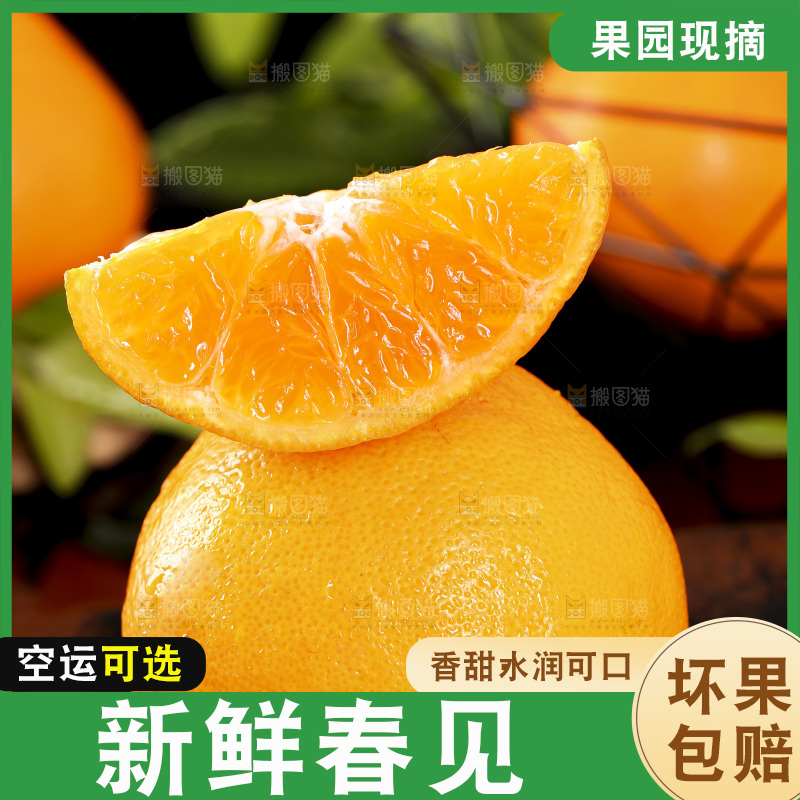 石板上摆放着四川春见耙耙柑