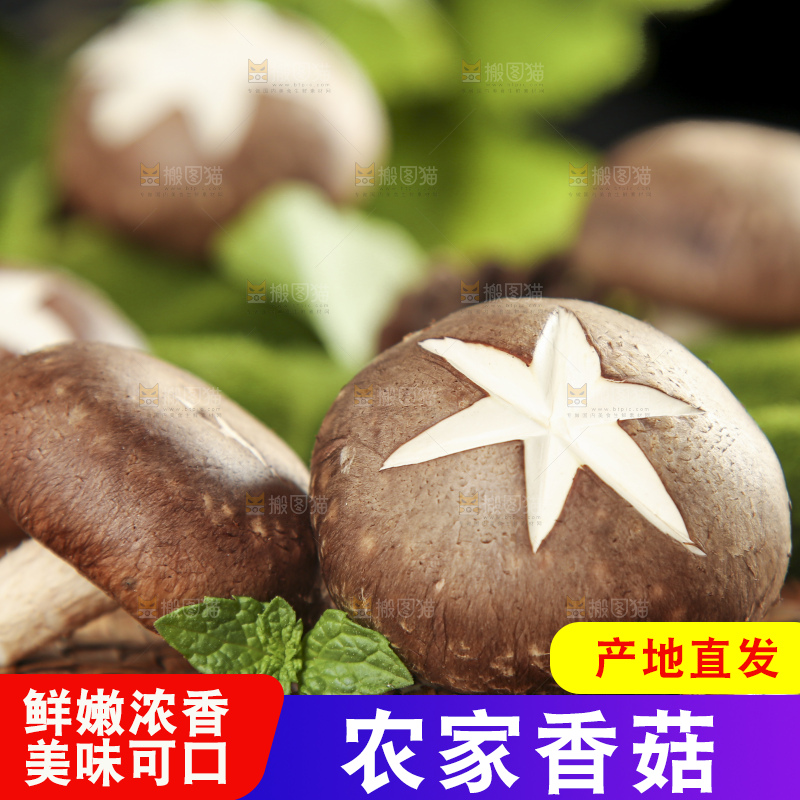 木底上摆放着新鲜香菇