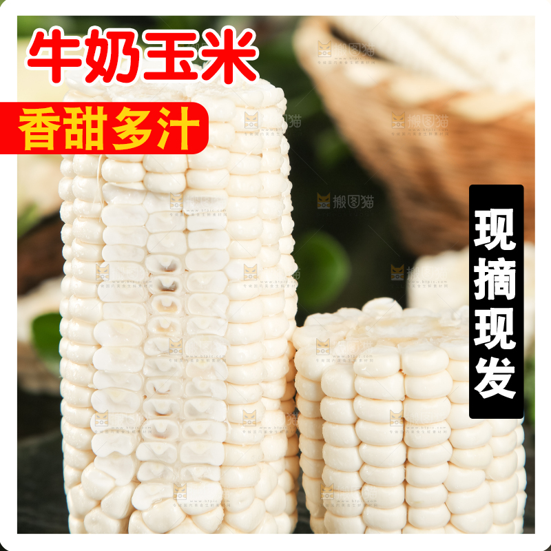黑底上放着白玉米