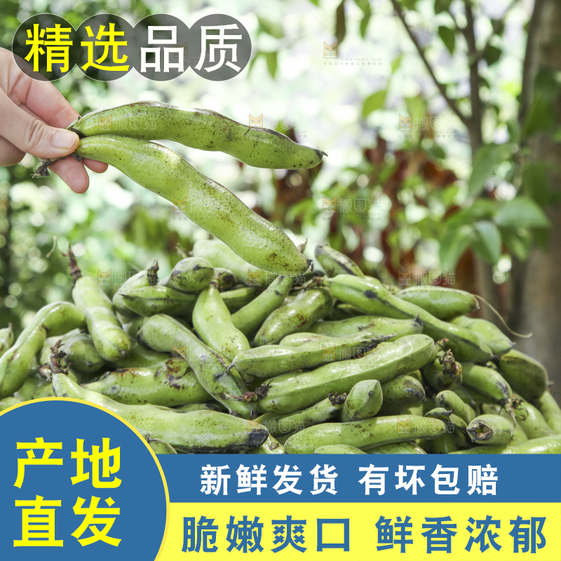 手里拿着生蚕豆