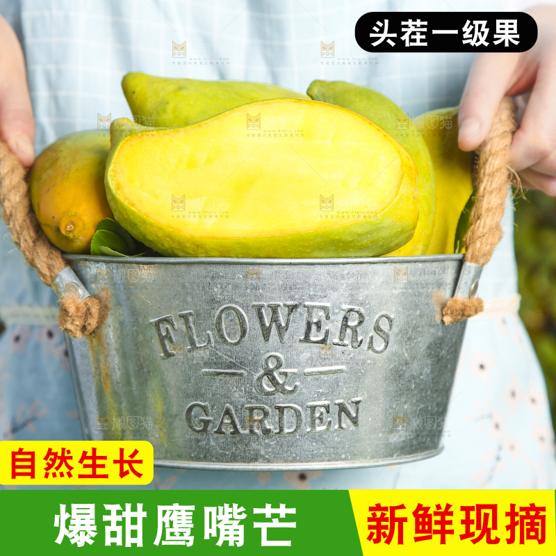 小铁桶里装着云南鹰嘴芒