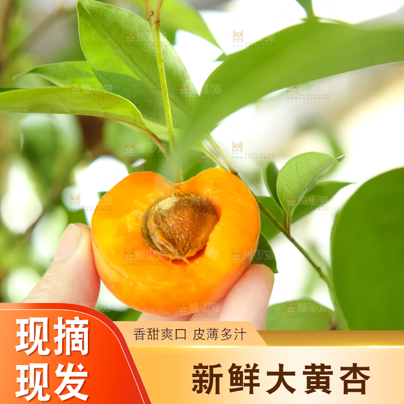 手里拿着秦岭头茬大黄杏