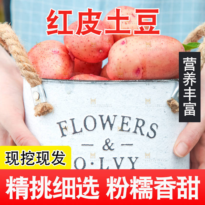 小桶里装着红皮洋芋