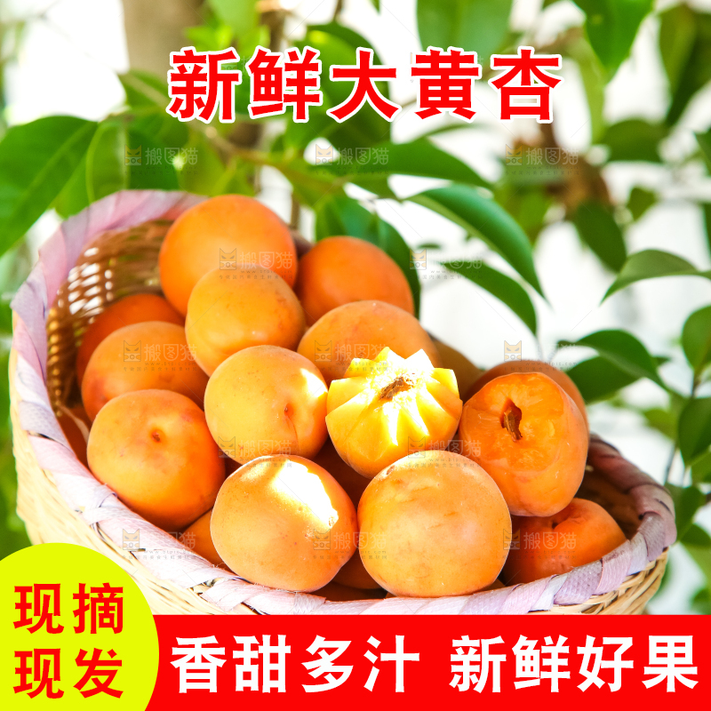 手里拿着一篮金太阳大黄杏