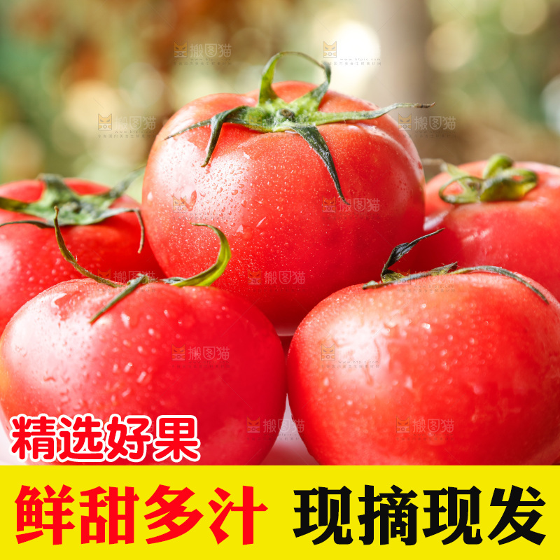 草地上的一堆新鲜西红柿