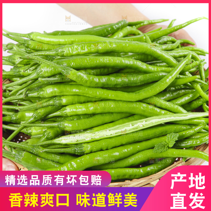 白底上的二荆条辣椒