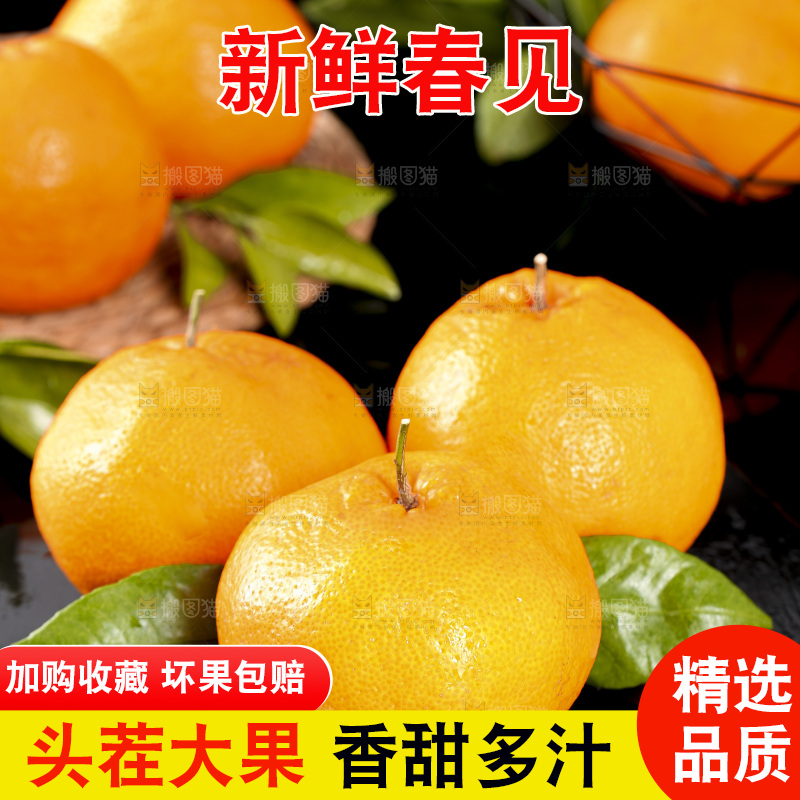 石板上摆放着四川春见耙耙柑