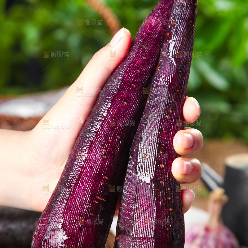 手里拿着紫玉萝