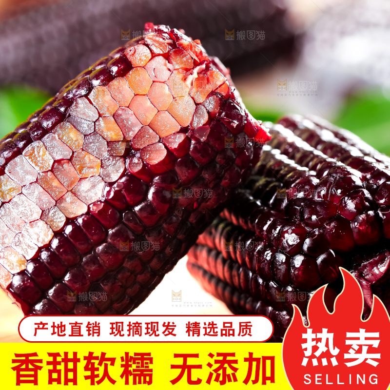 木底上摆放着黑玉米