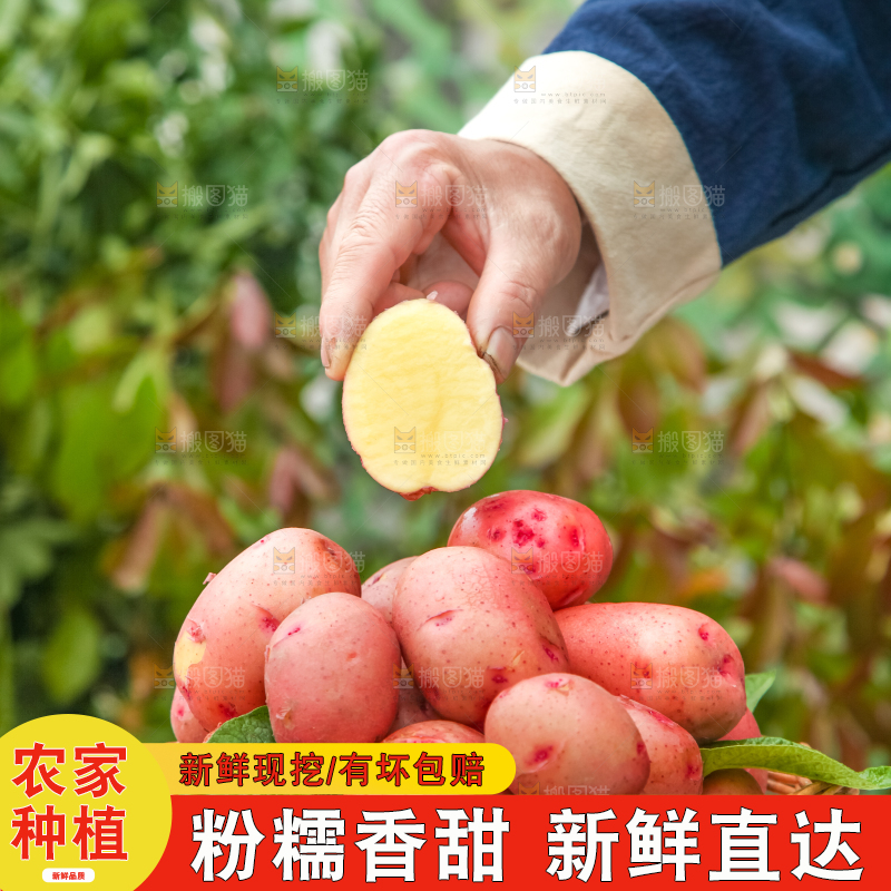 手里拿着土豆