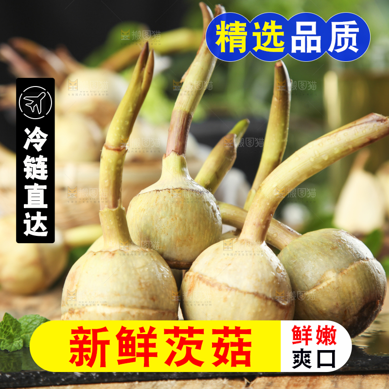 黑底上放着白茨菇