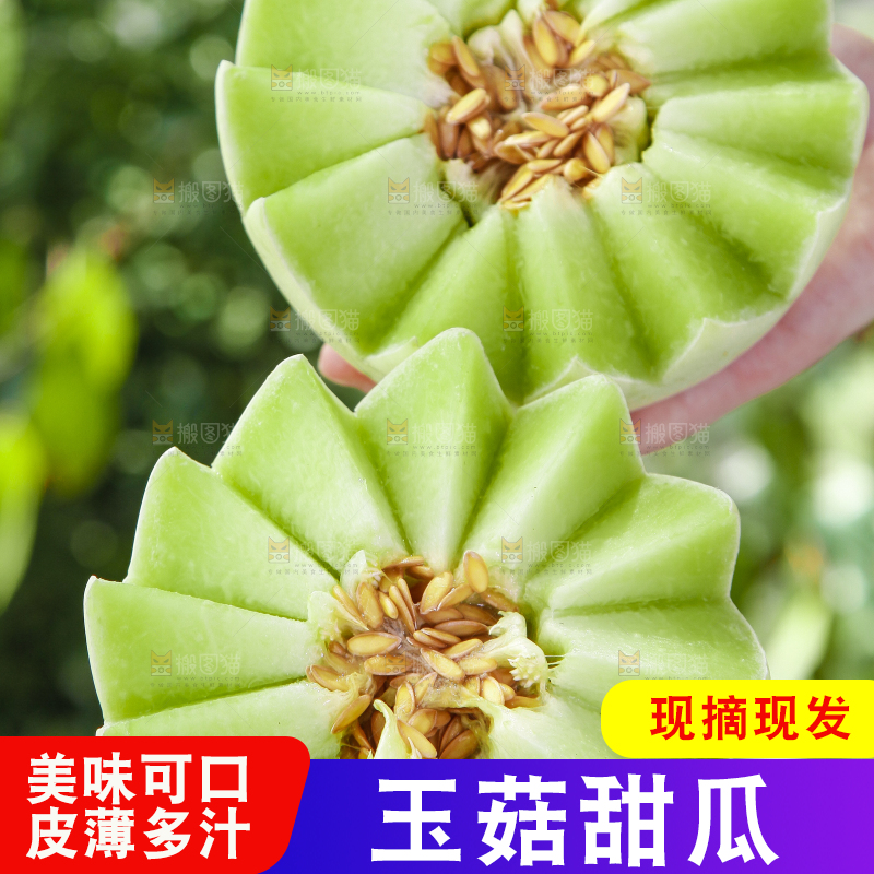 手里拿着山东玉菇甜瓜