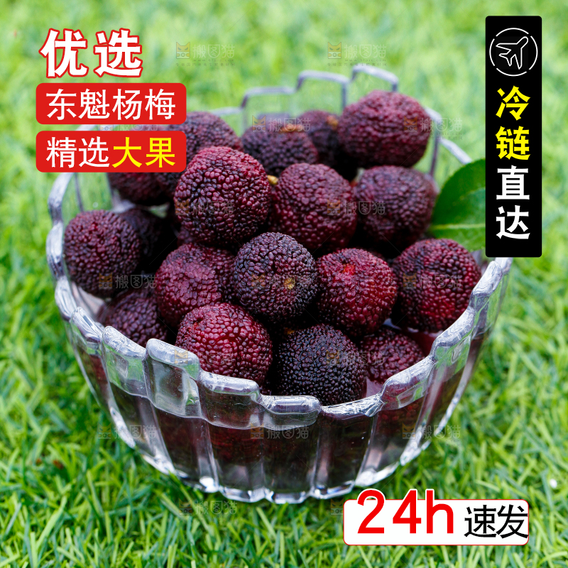 碟子里装着高山大杨梅