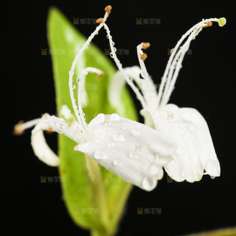 黑底上放着野生金银花