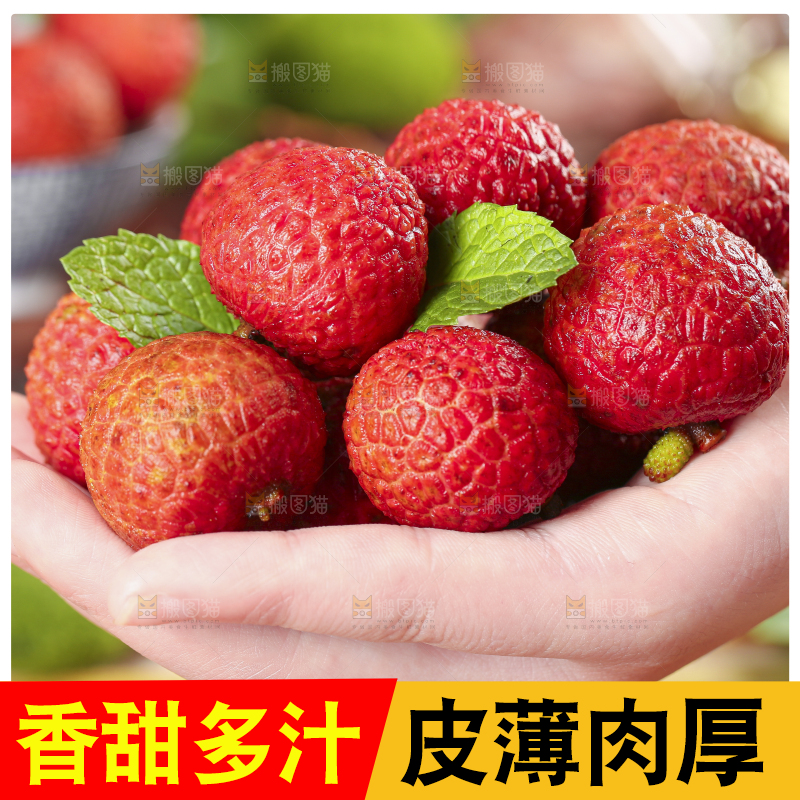 手里拿着广东茂名荔枝