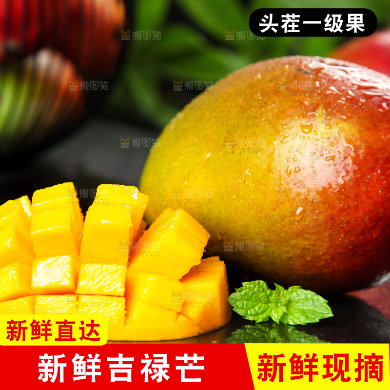 黑石板上的四川吉禄芒