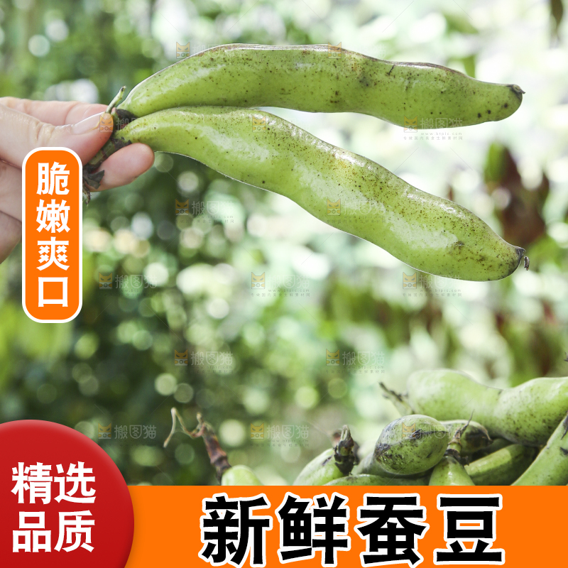 手里拿着生蚕豆