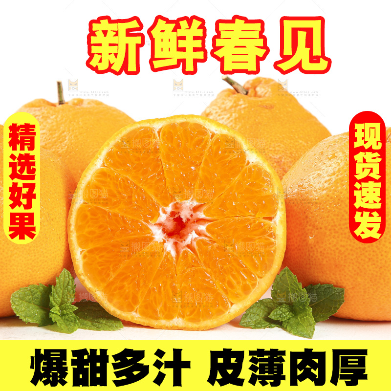 白底上放着一堆春见耙耙柑