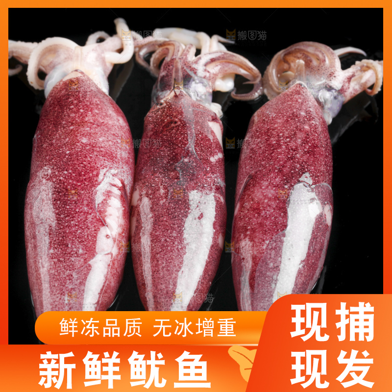 黑底上的鱿鱼