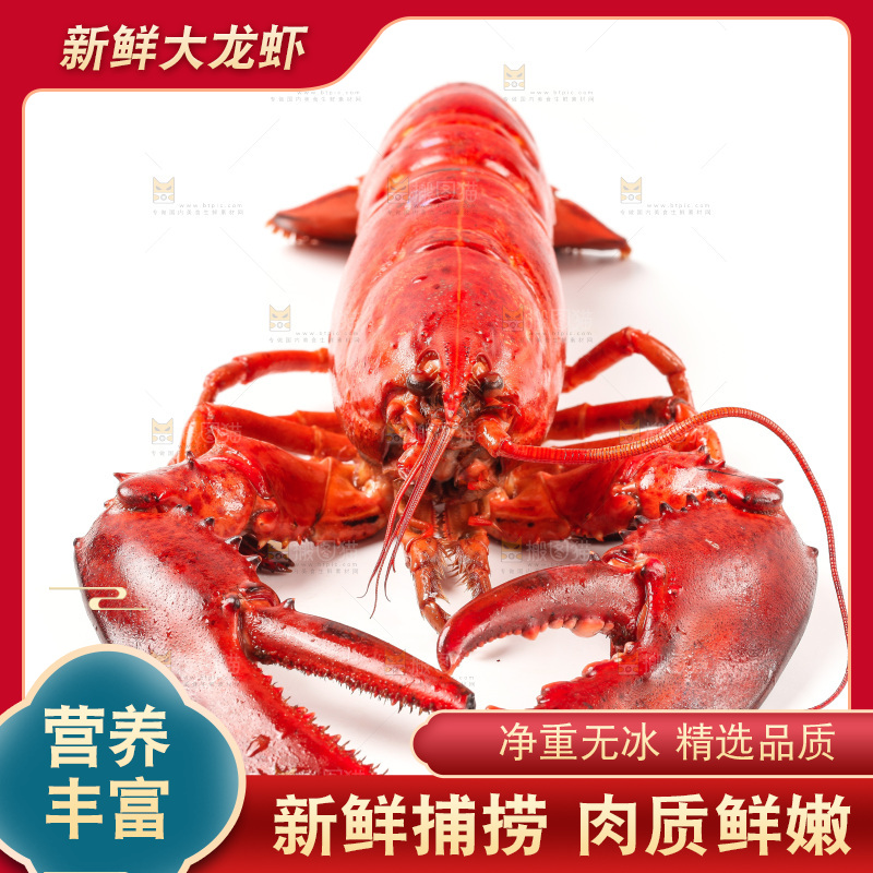 白底上放着澳洲龙虾