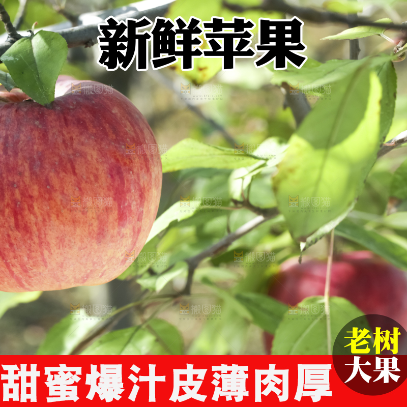 树上挂着冰糖心苹果
