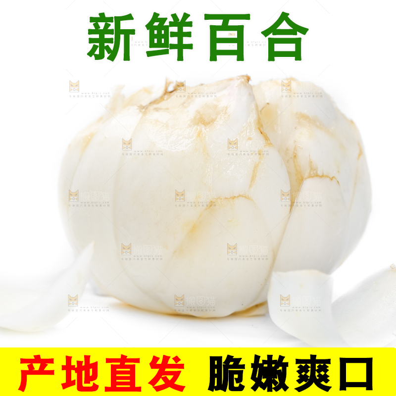 白底上摆放着兰州百合