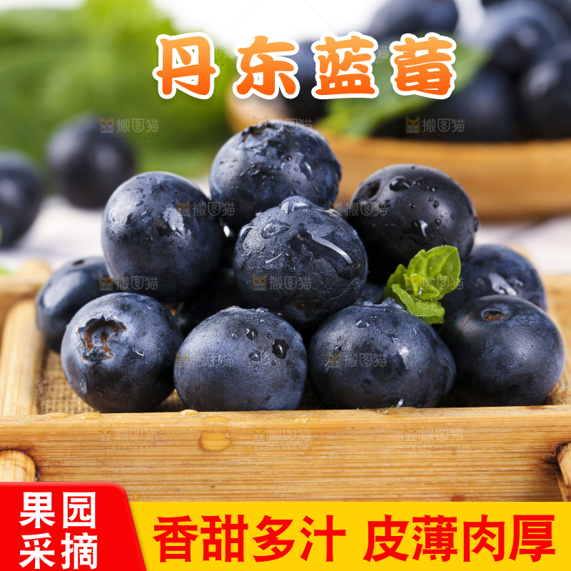 格子底上摆放着长白山蓝莓