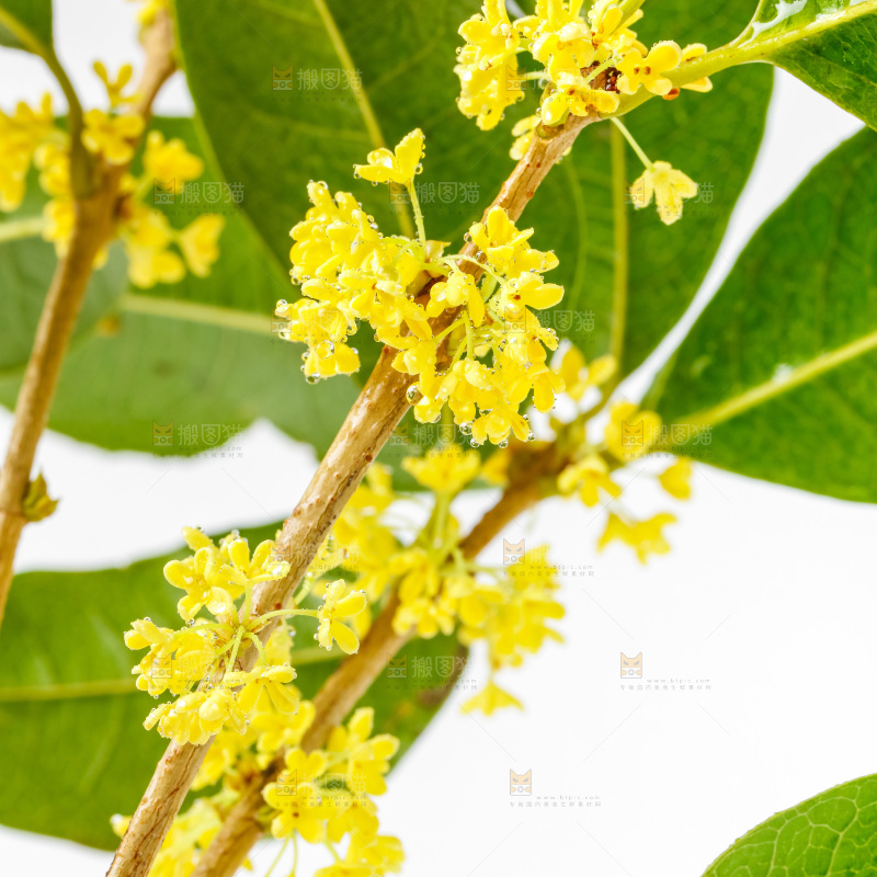 白底上放着新鲜桂花