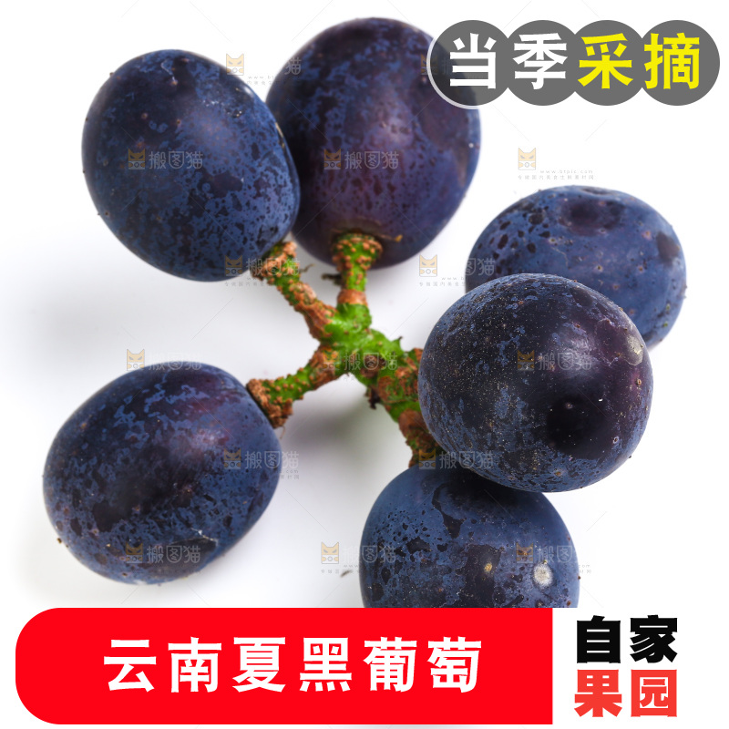 新鲜夏黑葡萄放在白底上