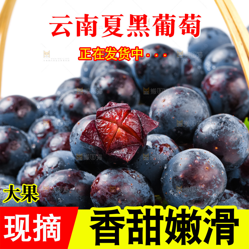 一篮新鲜夏黑放在白底上