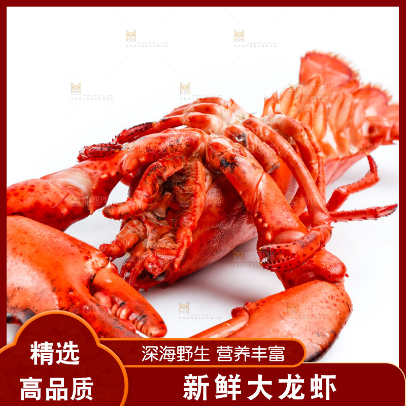 白底上的大龙虾