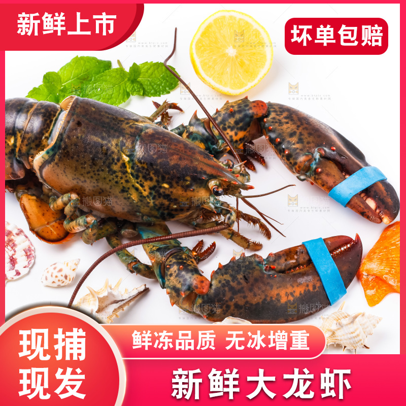 浅底上的澳洲龙虾