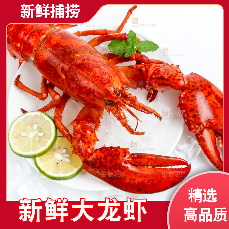 白底上放着澳洲大龙虾