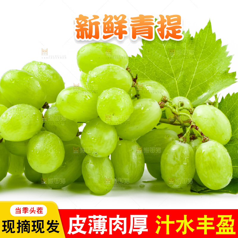 白底上的青提