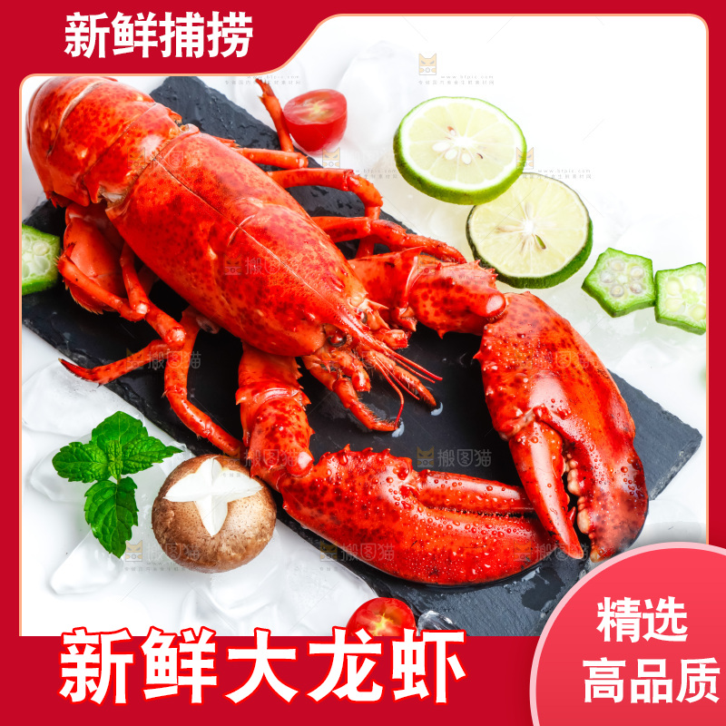 浅底上的澳洲大龙虾