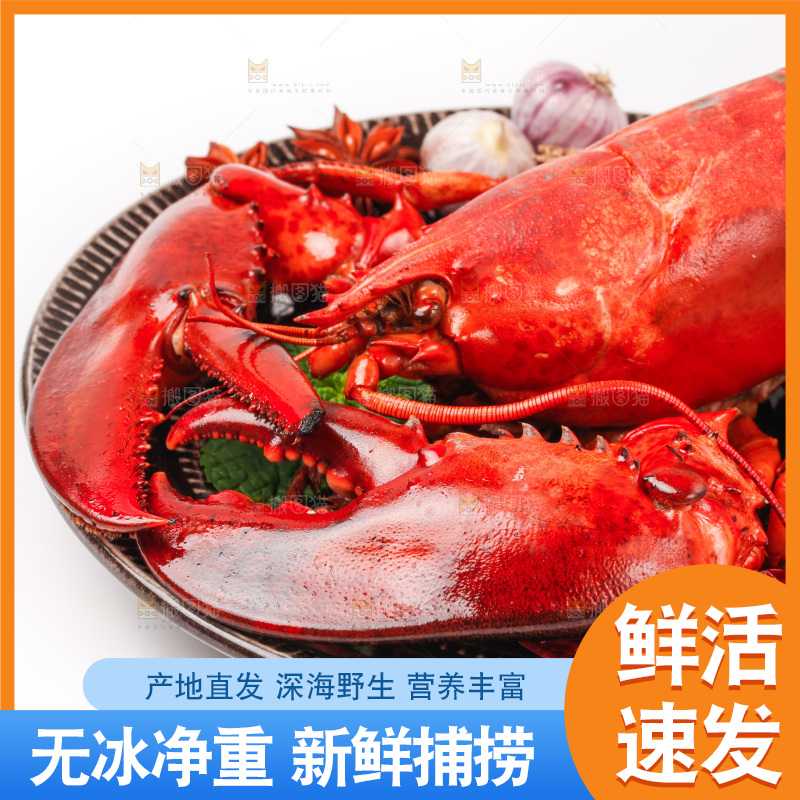 白底上放着波士顿大龙虾