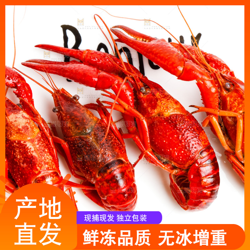 白底上放着澳洲大龙虾