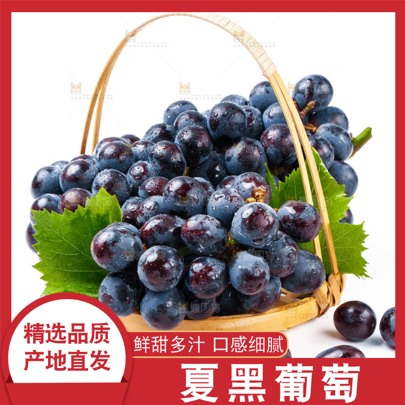 一篮新鲜夏黑放在白底上